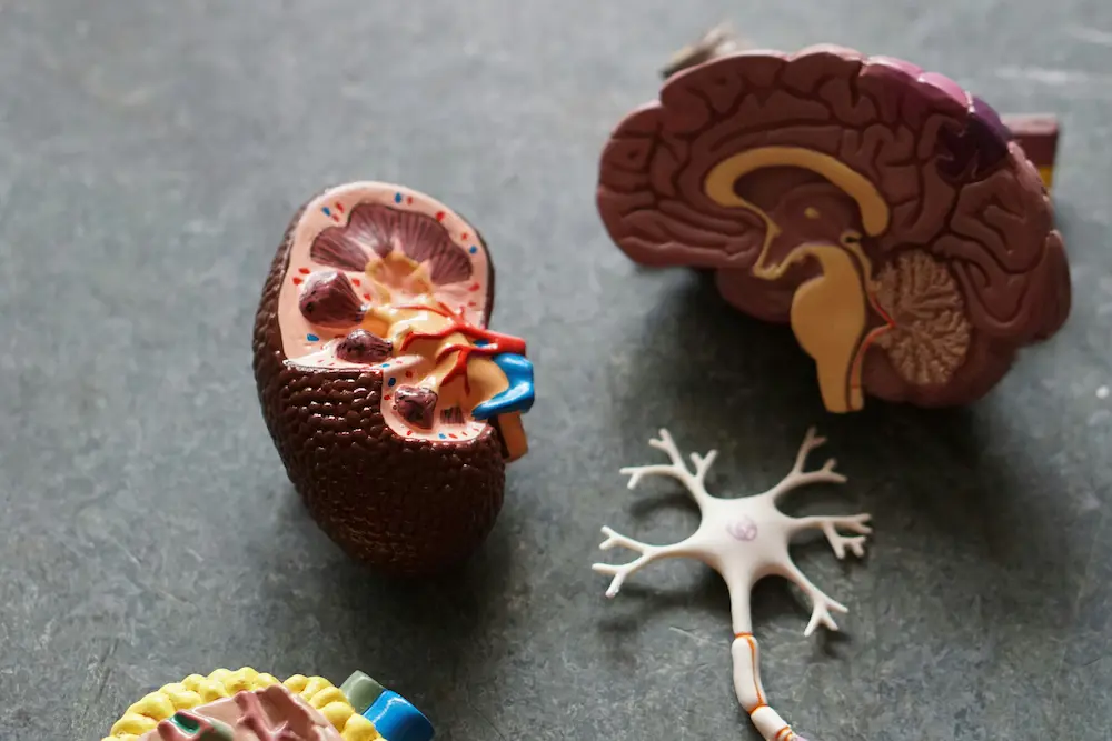 Anatomia